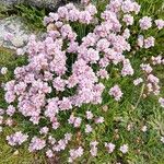 Armeria maritimaHabit