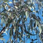 Eucalyptus camaldulensisপাতা