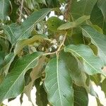 Terminalia argentea Φύλλο