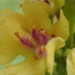 Verbascum nigrum Flower