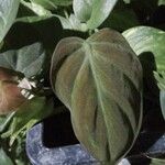 Philodendron melanochrysumBlad