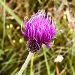 Cirsium filipendulum Žiedas