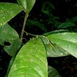 Heisteria macrophylla Hoja