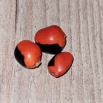 Ormosia coccinea Плод