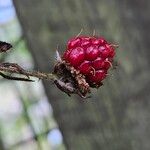 Rubus pruinosus Fruit