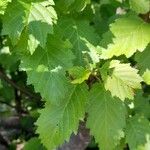 Alnus alnobetula Leaf