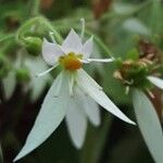 Saxifraga stolonifera Blomst