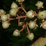 Vismia macrophylla Ffrwyth