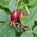 Rosa villosa Fruit