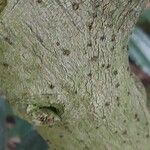 Cocculus laurifolius Bark