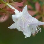 Abelia chinensis 花