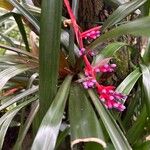 Aechmea weilbachii 葉