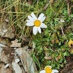 Leucanthemopsis alpina Květ