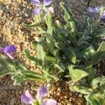 Malcolmia maritima പുഷ്പം