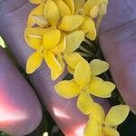 Ixora javanica Flower