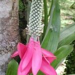 Aechmea mariae-reginae Цвят