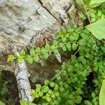 Gaultheria hispidula Blatt