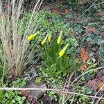 Narcissus minor Flower