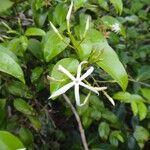 Jasminum simplicifolium Flower