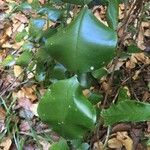 Phyllarthron megapterum Yaprak