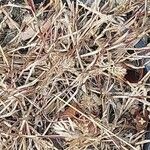 Catapodium rigidum Hoja