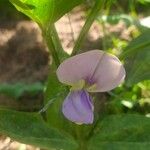 Vigna unguiculataBloem