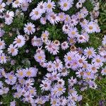 Symphyotrichum novi-belgii Floare