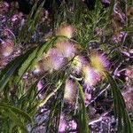 Albizia julibrissinFlower