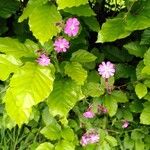 Silene pendulaFlower