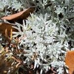 Artemisia pedemontana Цветок