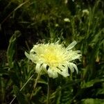 Hieracium intybaceum Други