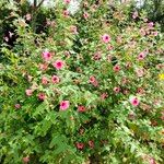 Lavatera bryoniifolia Habit