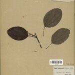 Abuta grisebachii Blad