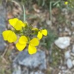 Erysimum rhaeticum Flower
