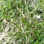 Carex sempervirens Fula
