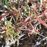 Euphorbia terracina Levél