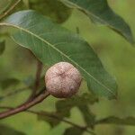 Khaya anthotheca Frukto