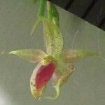 Platystele oxyglossa Flower