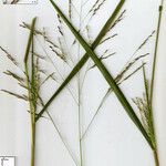 Panicum dichotomiflorum Іншае