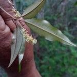 Croton antanosiensis Flor