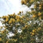Acacia dealbata फूल