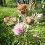 Cirsium horridulumFlor