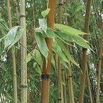 Phyllostachys flexuosa Hoja