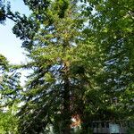 Abies cephalonica Hábito