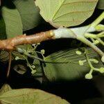 Coussapoa villosa Blad