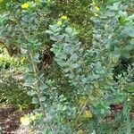 Dendromecon harfordii ശീലം