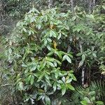 Rhododendron maddenii Habit