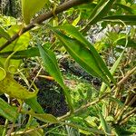 Nepenthes vieillardii List