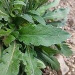 Erigeron longipes Leaf