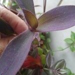 Tradescantia pallida List